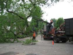 bomen rooien Knegsel